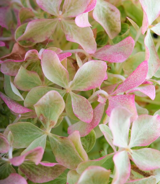 Hydrangea paniculata 'Magical Lime Sparkle'